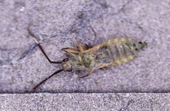 Cyllecoris histrionius