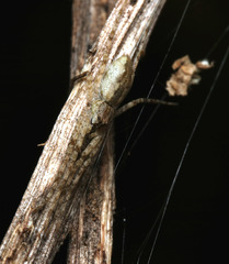 Ornodolomedes
