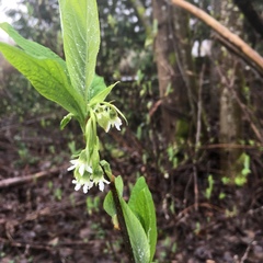 Oemleria cerasiformis