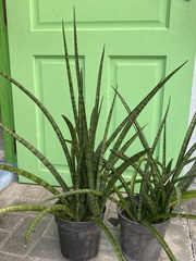 Sansevieria cylindrica