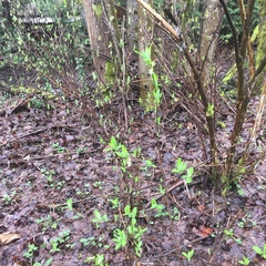 Oemleria cerasiformis