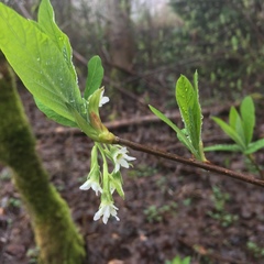 Oemleria cerasiformis