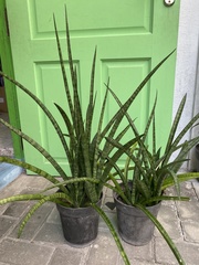 Sansevieria cylindrica