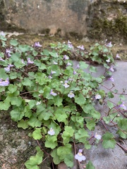 Cymbalaria muralis