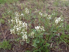 Astragalus versicolor