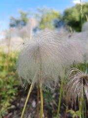 Pulsatilla dahurica