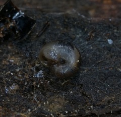 Stenacapha hamiltoni