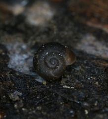 Stenacapha hamiltoni