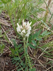 Astragalus versicolor