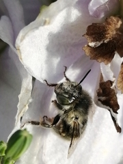 Apinae