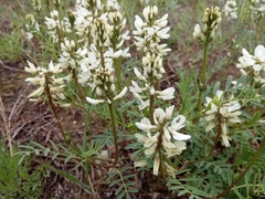 Astragalus versicolor