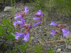 Penstemon fruticosus fruticosus