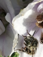 Apinae