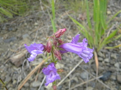 Penstemon fruticosus fruticosus