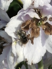 Apinae