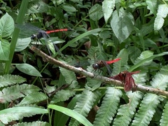 Agrionoptera insignis