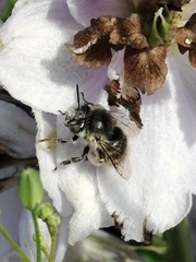 Apinae
