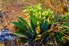 Agave kewensis