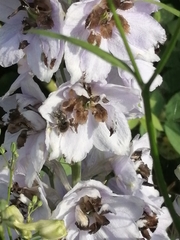 Apinae