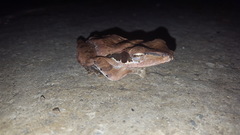 Polypedates macrotis