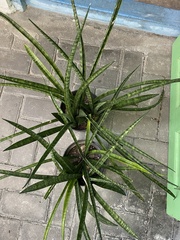 Sansevieria cylindrica