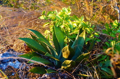Agave kewensis