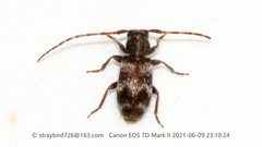 Exocentrus beijingensis