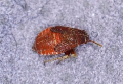 Psallus variabilis