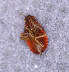 Psallus variabilis