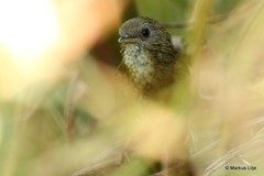 Pellorneum albiventre