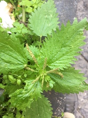 Urtica membranacea