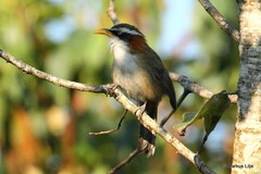 Pomatorhinus schisticeps