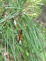 Tanyptera