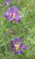Astragalus danicus