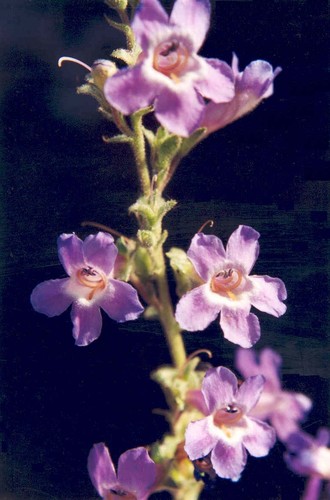 Penstemon gairdneri var. oreganus