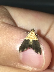 Agrotera basinotata