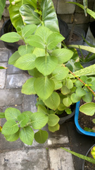 Coleus amboinicus