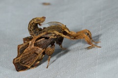 Sacada constrictalis