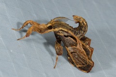 Sacada constrictalis
