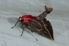 Toccolosida rubriceps