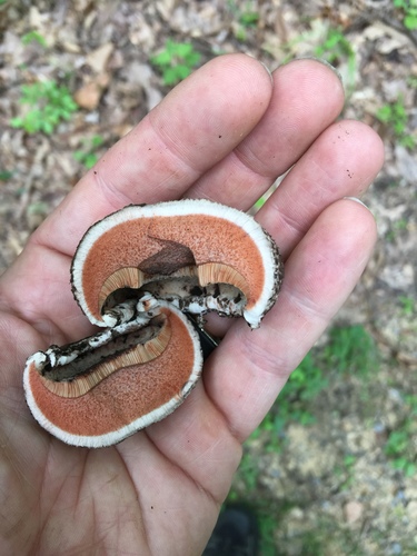 Old-man-of-the-woods