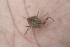 Nepoidea