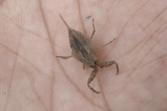 Nepoidea