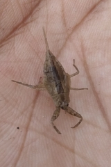 Nepoidea