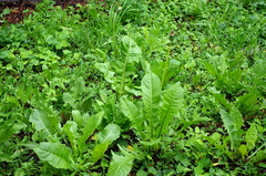 Taraxacum officinale