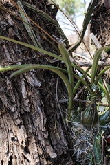 Encyclia adenocarpa