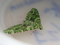 Pasiphila melochlora