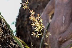 Encyclia adenocarpa