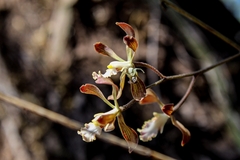 Encyclia adenocarpa