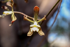 Encyclia adenocarpa